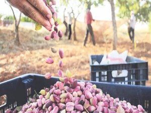 Çiftçiyi elektrik çarptı!