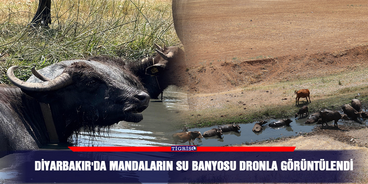 Diyarbakır'da mandaların su banyosu dronla görüntülendi