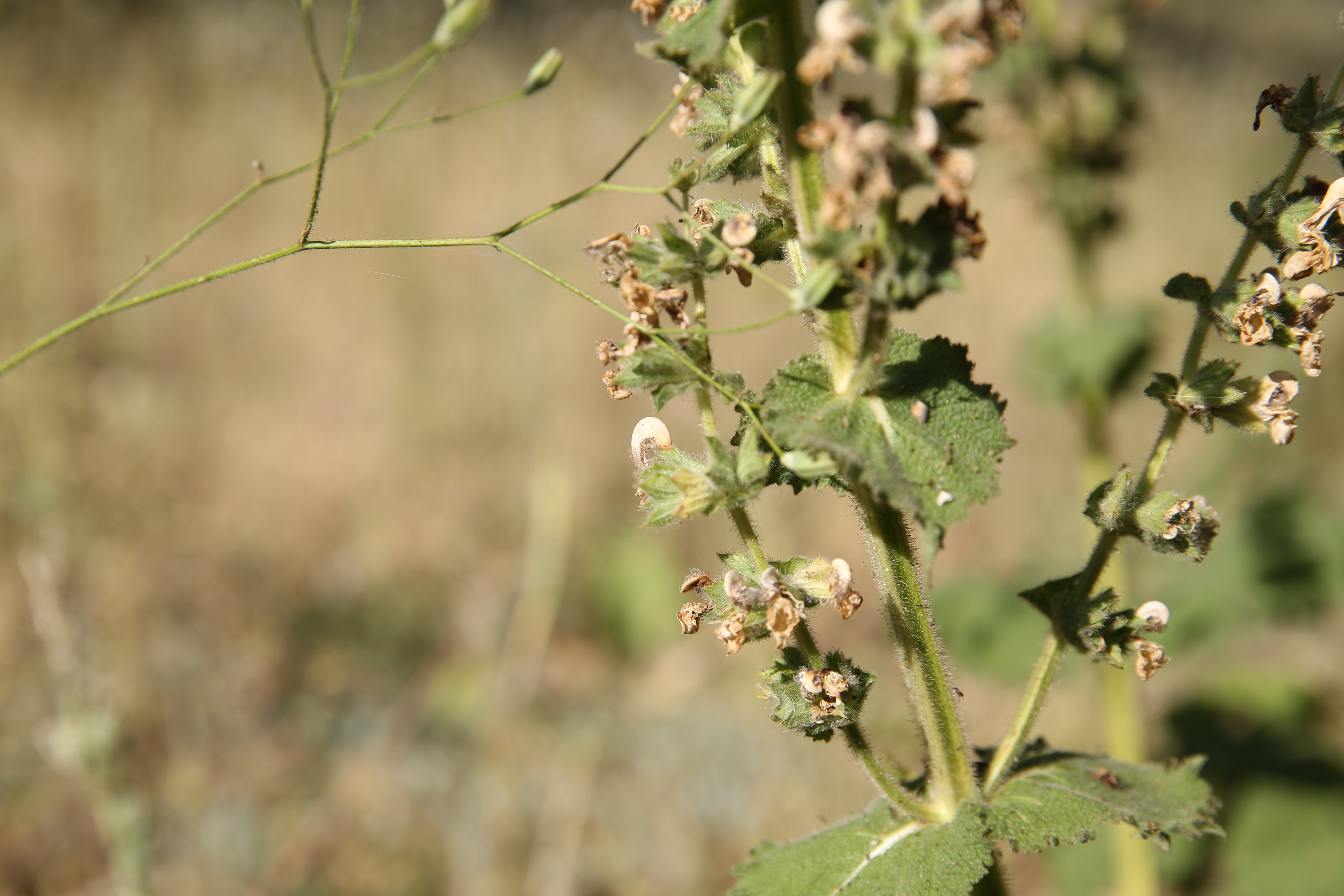 Bu bitkiyi koparana 557 bin 212 lira ceza