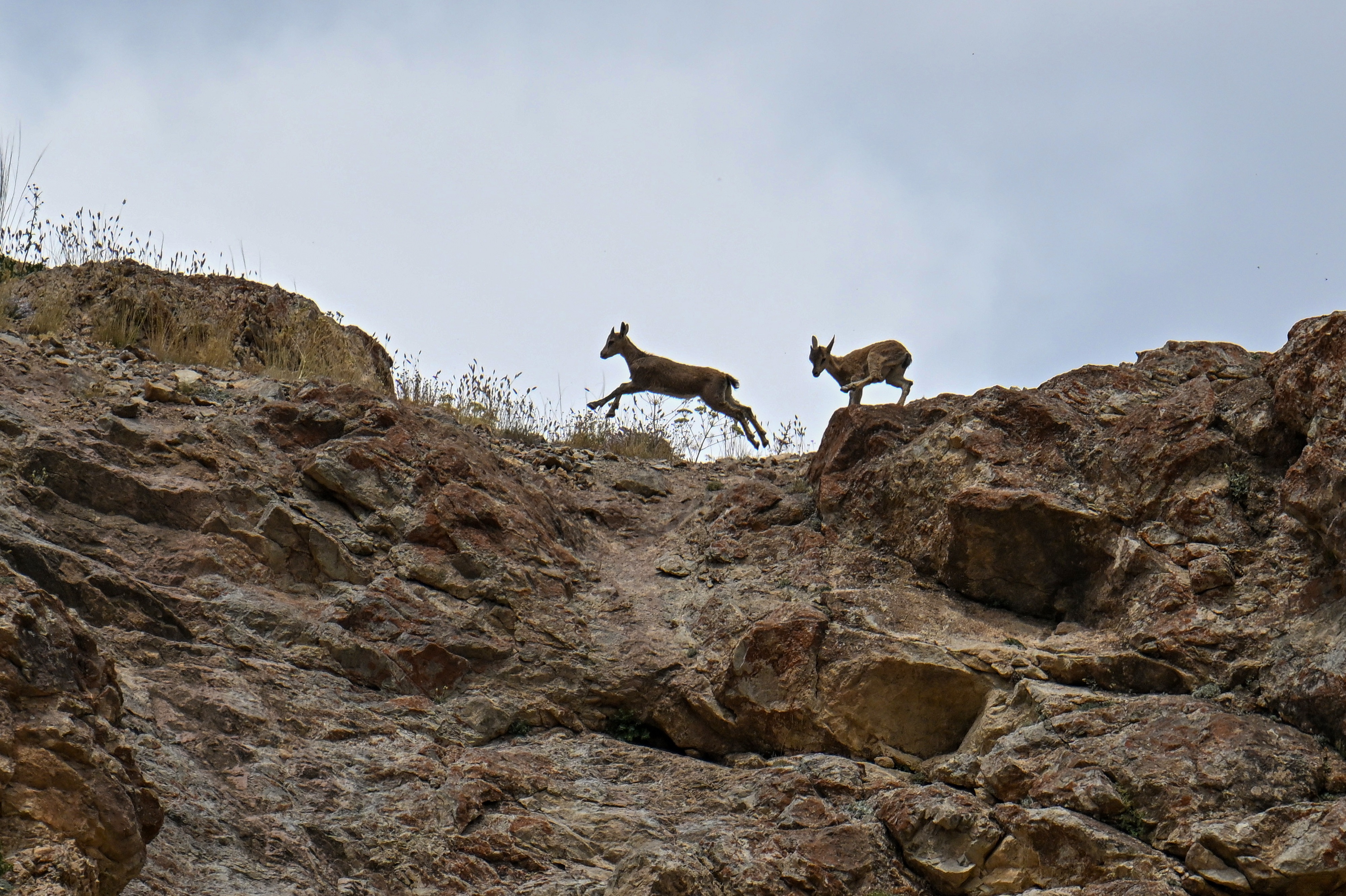 Yaban keçileri jandarma ekiplerinin korumasında