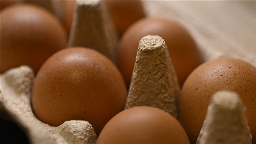 Yumurta ihracatında fon kesintisi kalktı