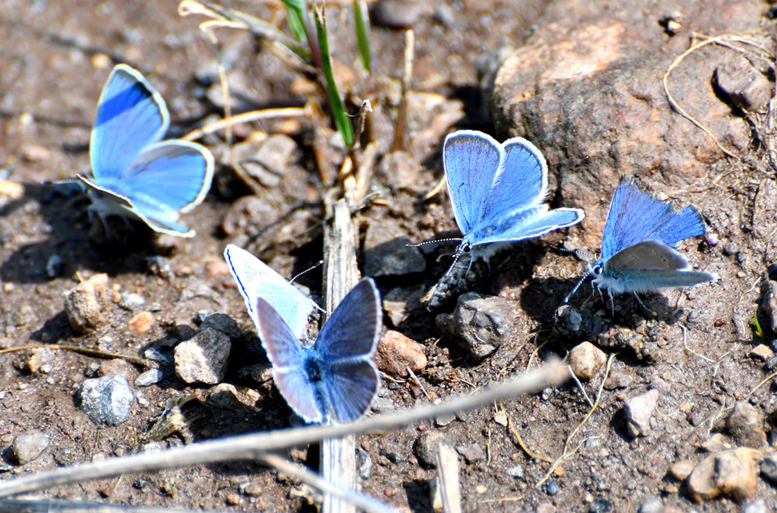 Sarıkamış'ta "kelebek mevsimi"