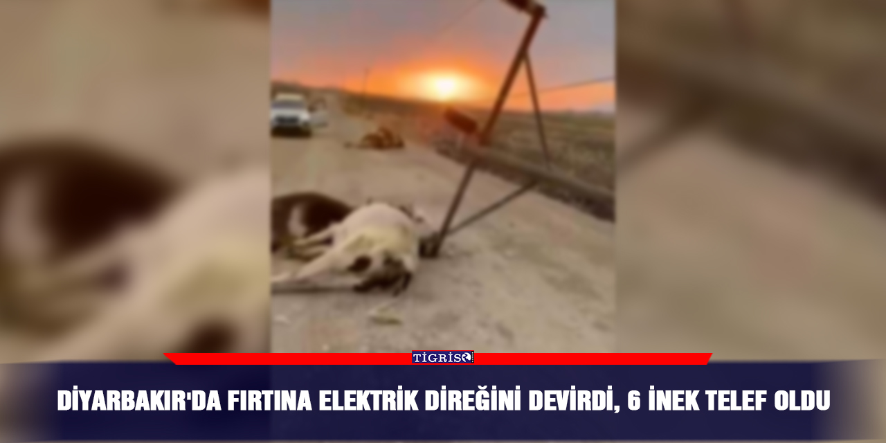 Diyarbakır'da fırtına elektrik direğini devirdi, 6 inek telef oldu