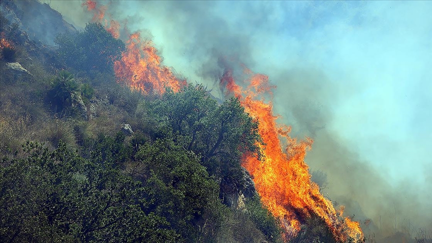 Dünyanın ormanları yangın tehdidi altında