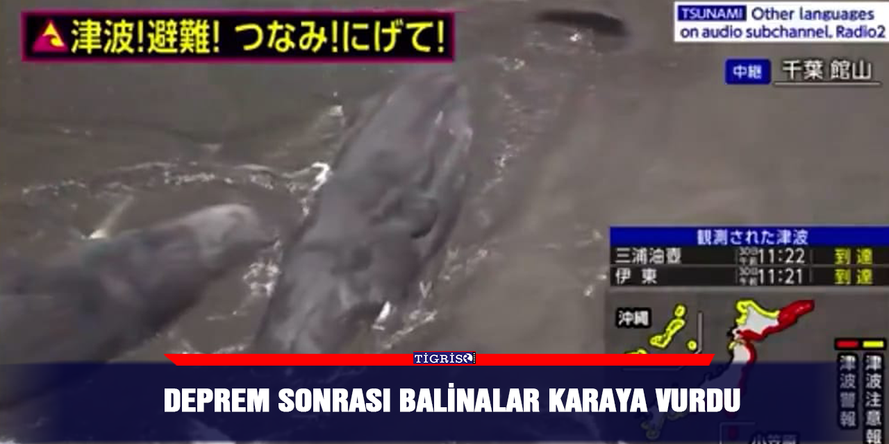 VİDEO - Deprem sonrası Balinalar karaya vurdu