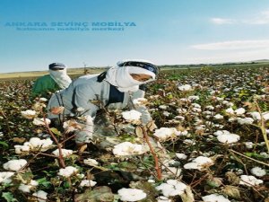 Altın tomurcukları toplama zamanı