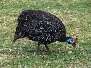 Bizi keneden bu tavuklar kurtaracak