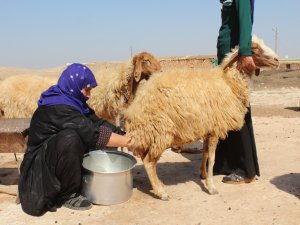Urfa sade yağı"na coğrafi işaret talebi