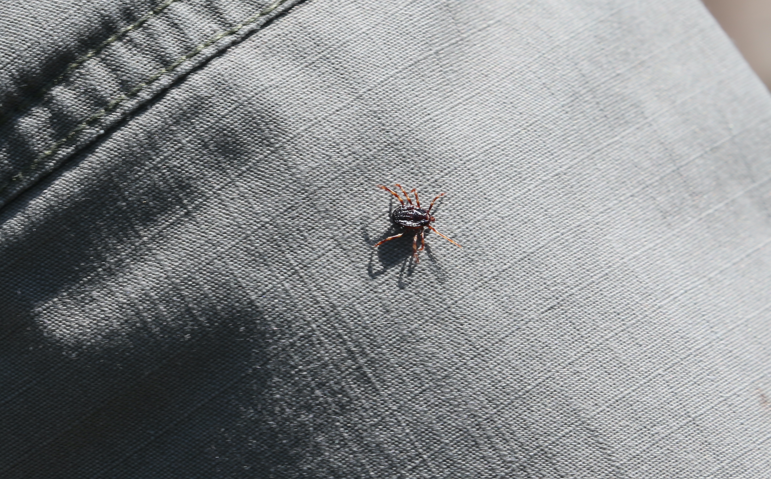 Akademisyenler keneleri araştırıyor