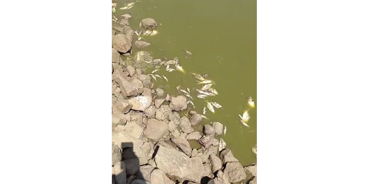 Gölette su çekildi, balıklar telef oldu