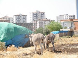 Şehir köyü sardı