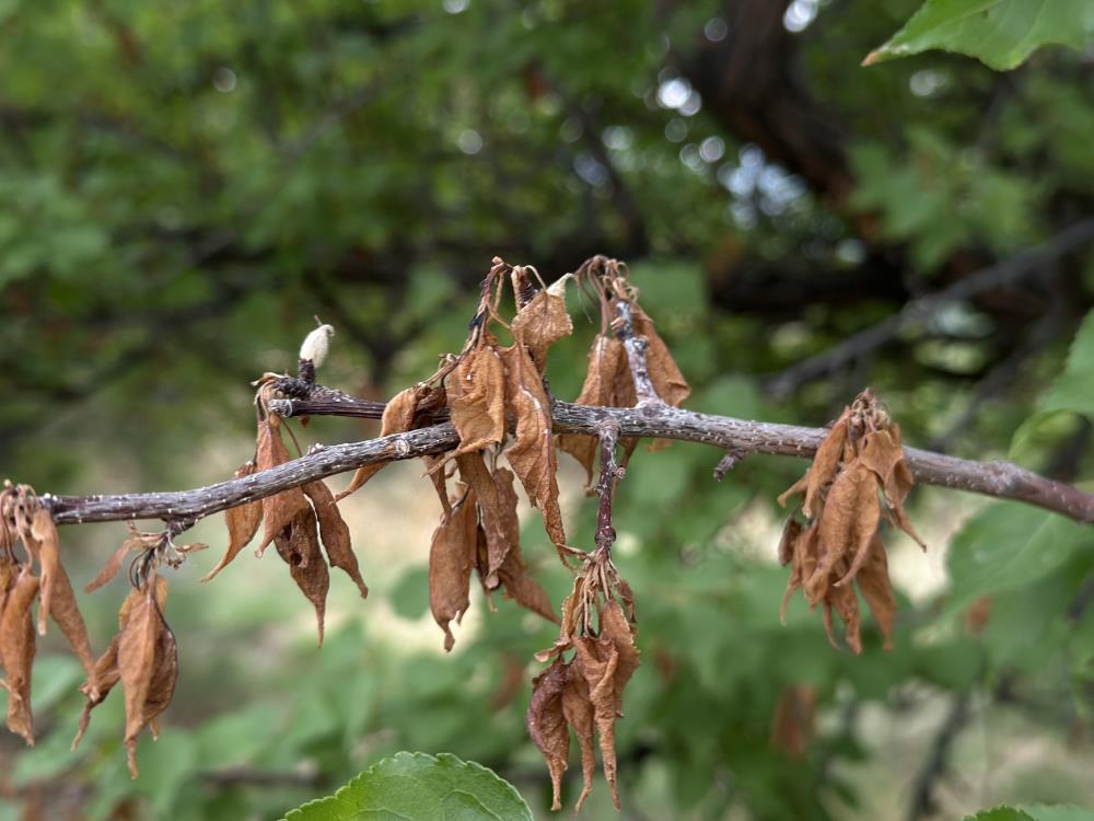 Yüzyılın donu meyve hasadını vurdu