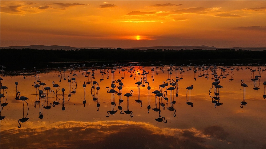 Van Gölü’nde flamingoların gün batımı dansı