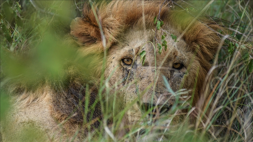 “Ormanların kralı” ticaret kıskacında
