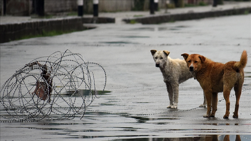 Binlerce sokak köpeği toplatılacak