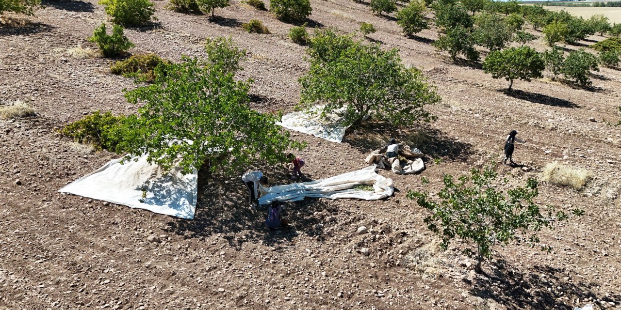 Diyarbakır'da ‘Yeşil altın' hasadı başladı