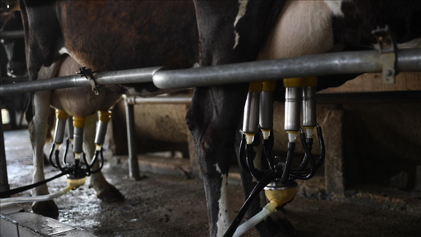 Haziranda 934 bin 745 ton inek sütü toplandı