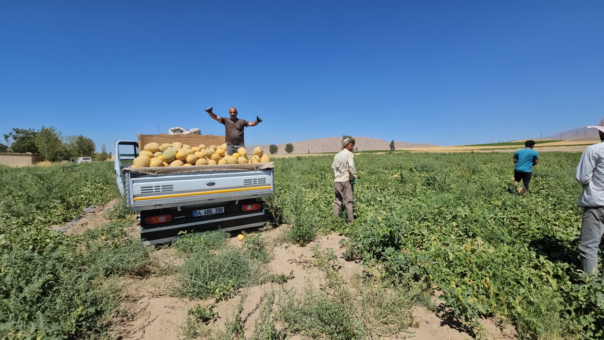Adilcevaz'da kavun hasadı başladı
