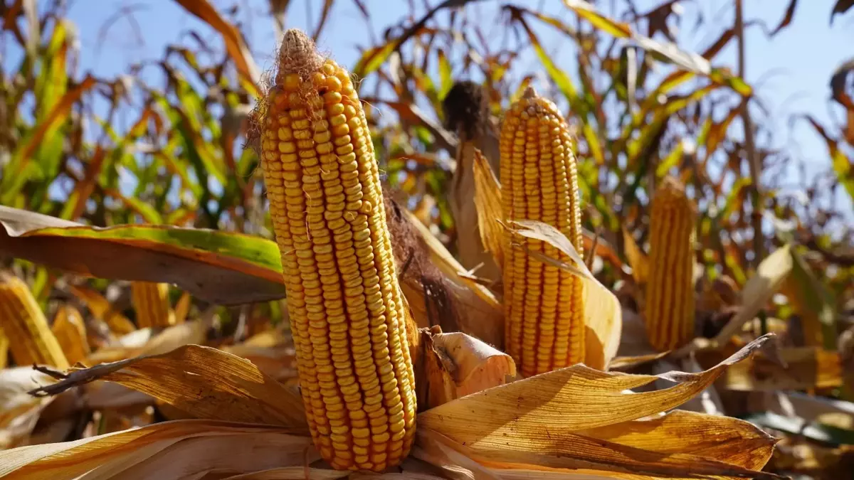 Mısır alım fiyatı belli oldu