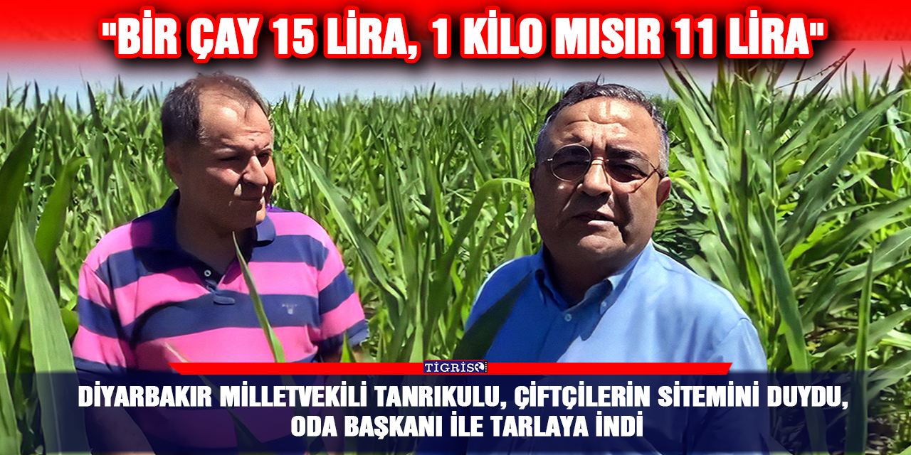 Diyarbakır Milletvekili Tanrıkulu, çiftçilerin sitemini duydu, oda başkanı ile tarlaya indi
