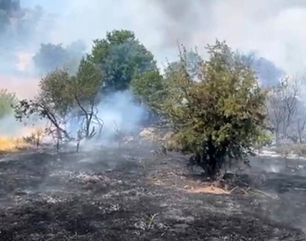 Malatya'da orman yangını