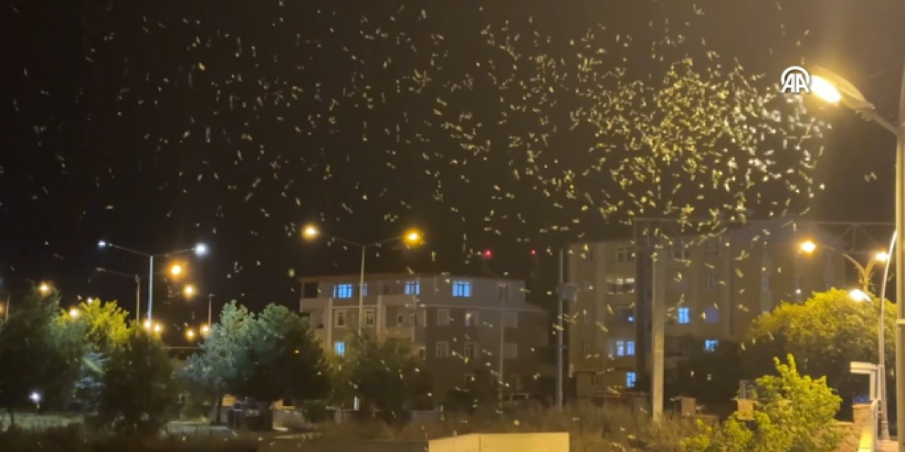 Sineklerin "ölüm dansı" başladı