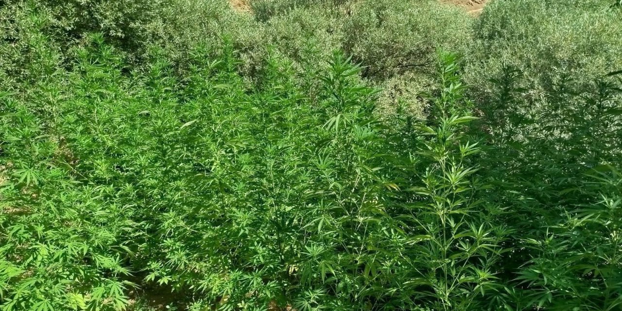 Bingöl kırsalında bin 40 kök kenevir ele geçirildi