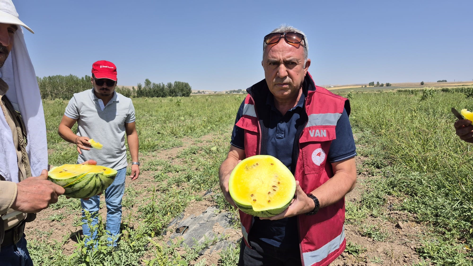 Van’da sarı karpuz hasadı yapıldı