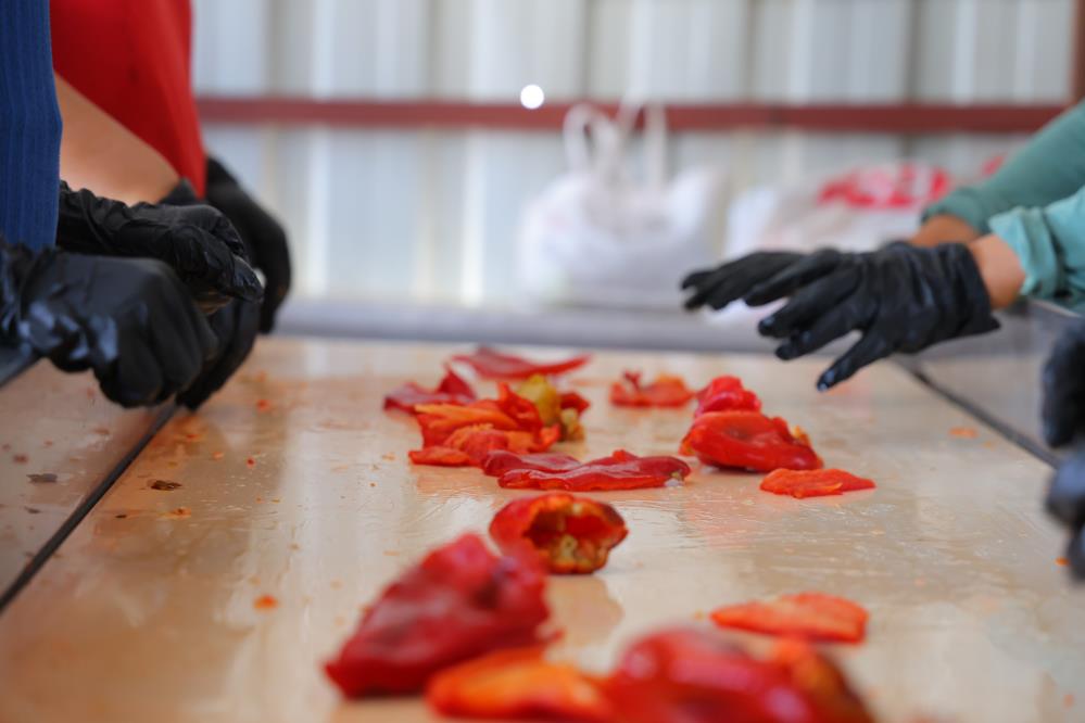 Maraş’ta salça sezonu başladı