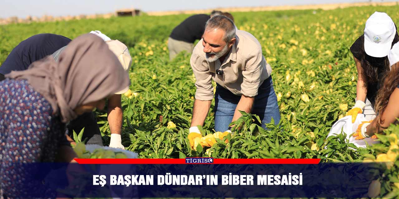 Eş Başkan Dündar’ın biber mesaisi