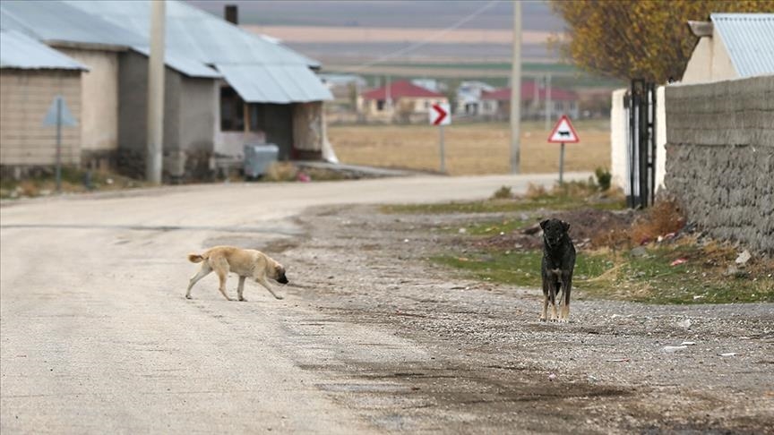 Sahipsiz köpeklerden kaçarken otomobil çarptı