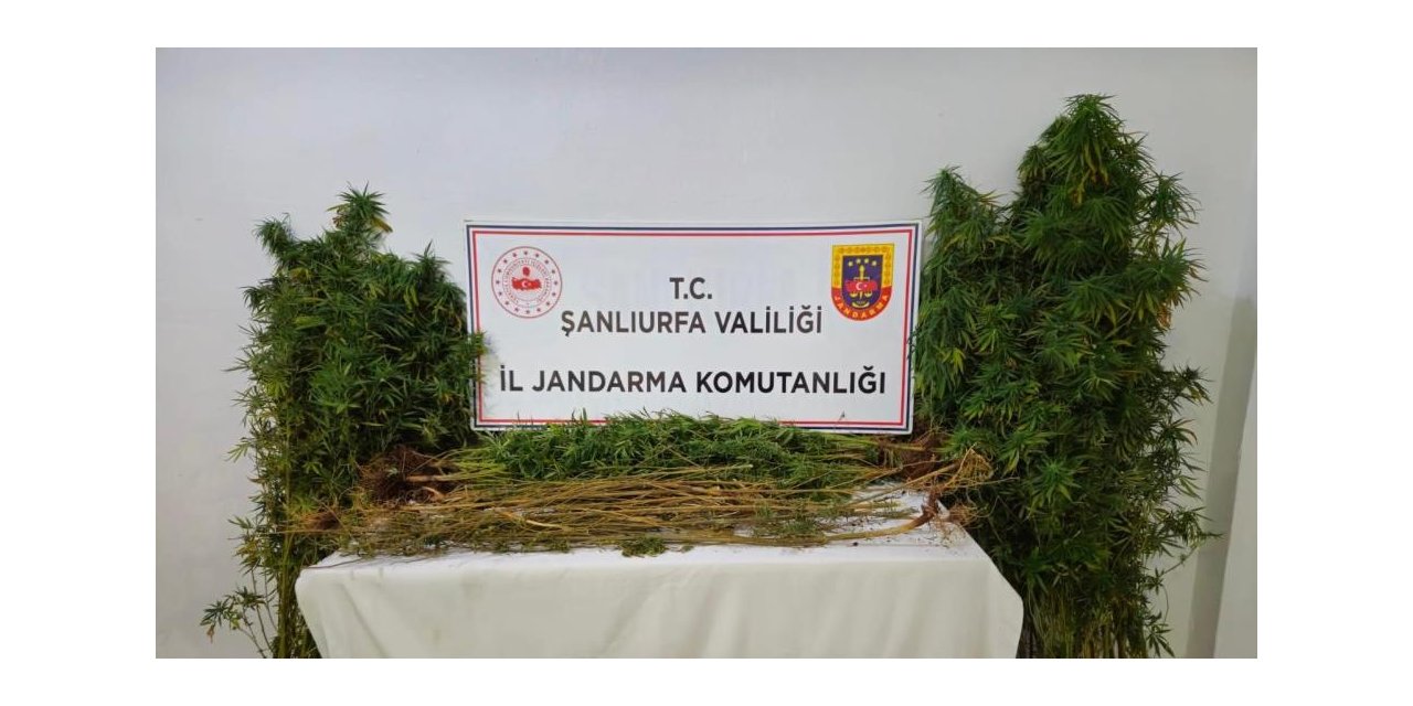 Şanlıurfa’da uyuşturucu operasyonu: 15 gözaltı