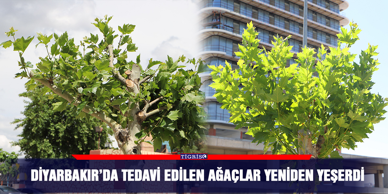 Diyarbakır’da tedavi edilen ağaçlar yeniden yeşerdi