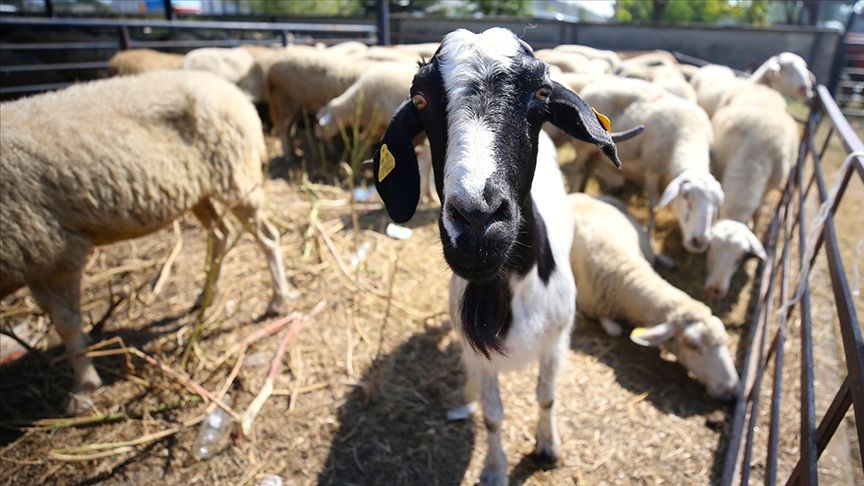 24 ilde hayvan pazarları tekrar açıldı