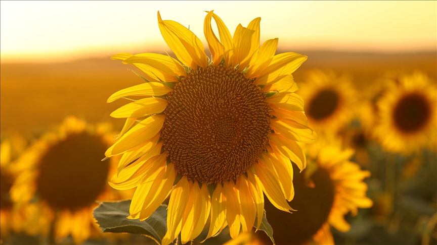 Ayçiçeği yağına vergi düzenlemesi