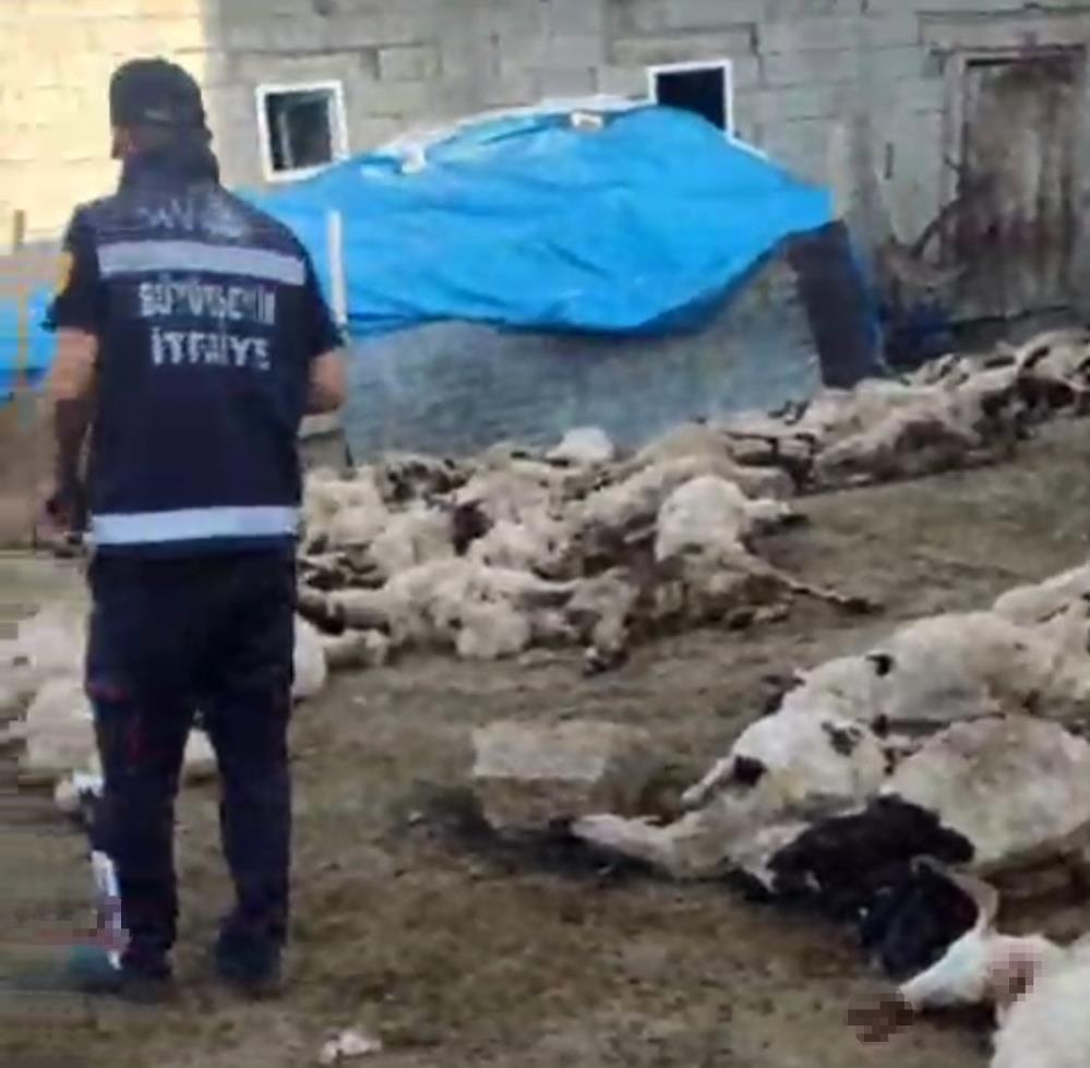 Kurtlar ahıra girdi, köylünün emeği telef oldu