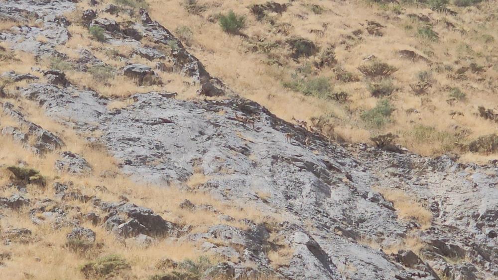 VİDEO - Cilo Dağı'nda dağ keçileri görüntülendi