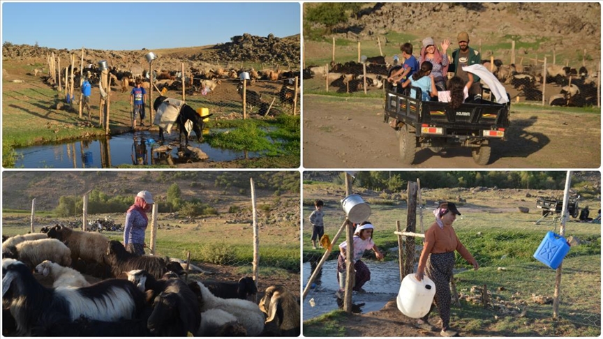 "Berivanlar" motosikletle süt sağmaya gidiyor