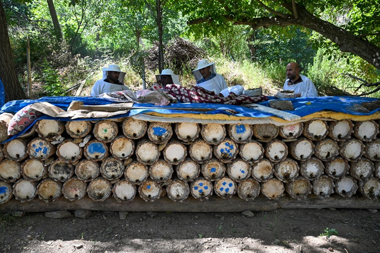 Karakovan bal üreticileri hasada yüksek verimle başladı
