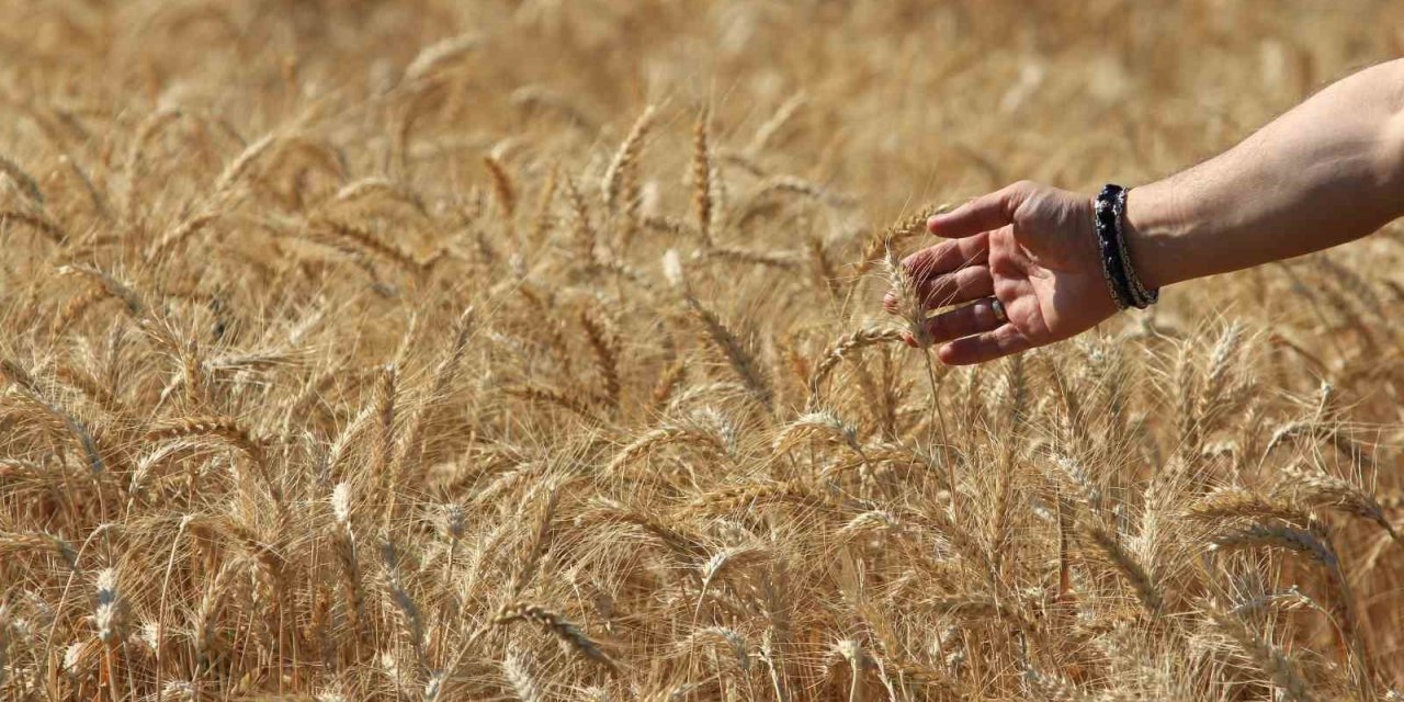 Dünya tahıl üretimlerinde artış