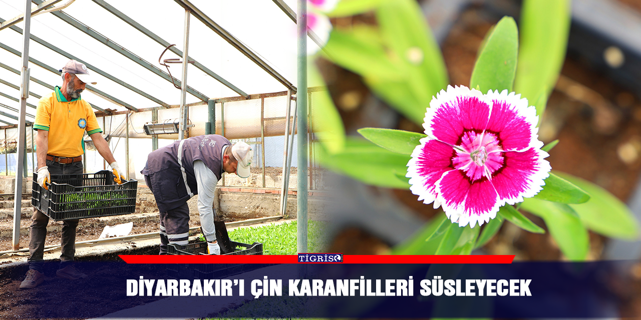 Diyarbakır’ı Çin karanfilleri süsleyecek