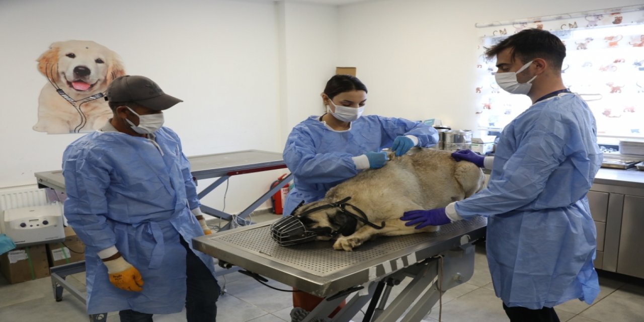 Diyarbakır’da uyuz tanısı konulan 50 köpek tedavi altına alındı