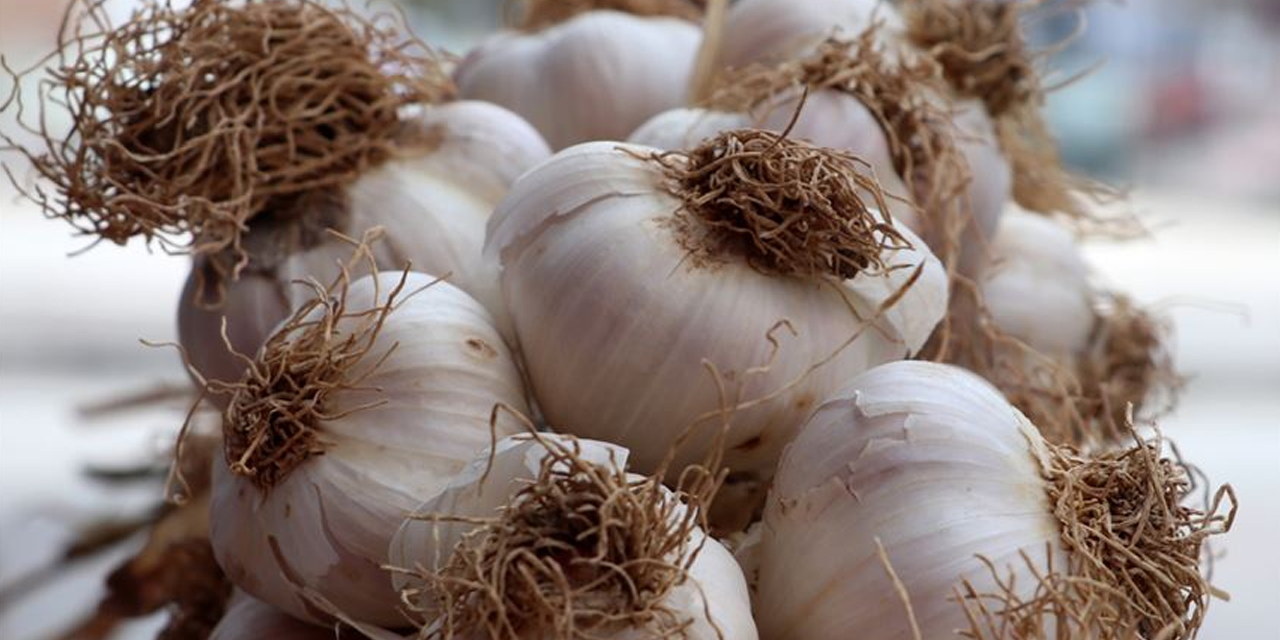 Sarımsak fiyatları 15 kat arttı