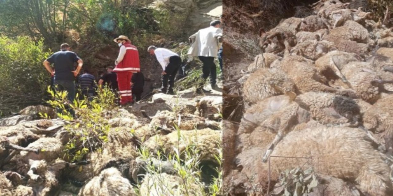 Uçurumdan düşen 334 koyun öldü