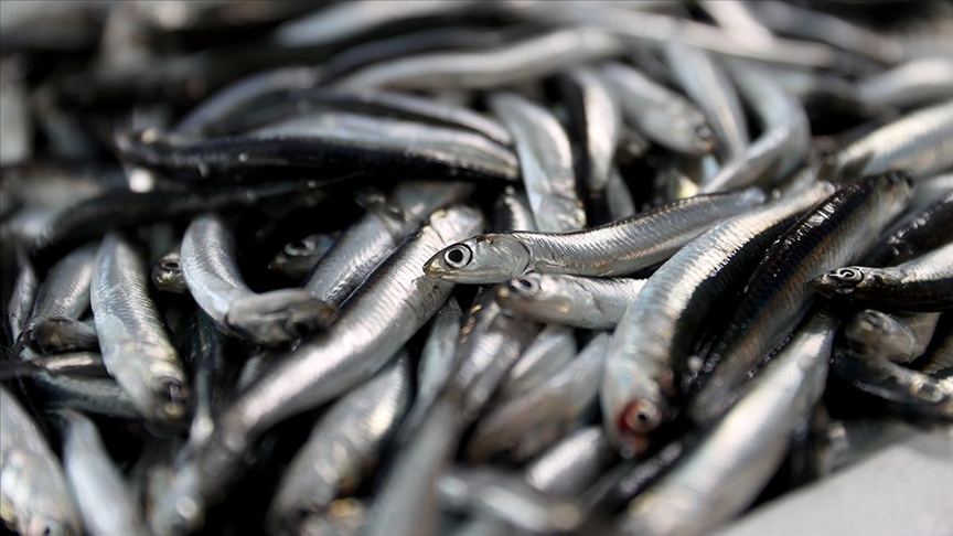 Faizsiz ev, iş yeri ve araç satın alma imkanı