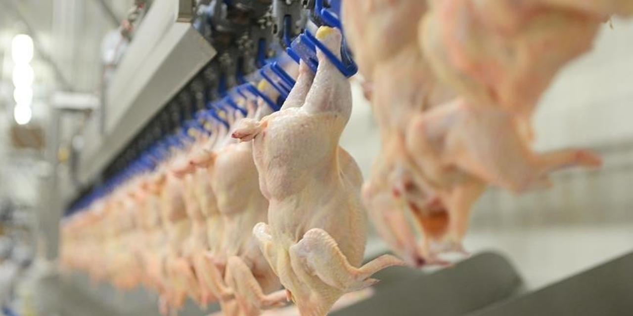 Tavuk pişirirken bu hata ölümcül olabilir