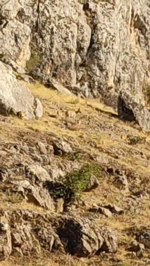 Tarihi Harput Mahallesi’nde dağ keçileri görüldü