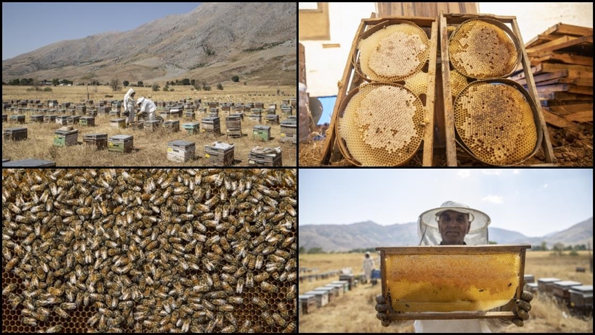 Munzur yaylalarında organik bal hasadı başladı