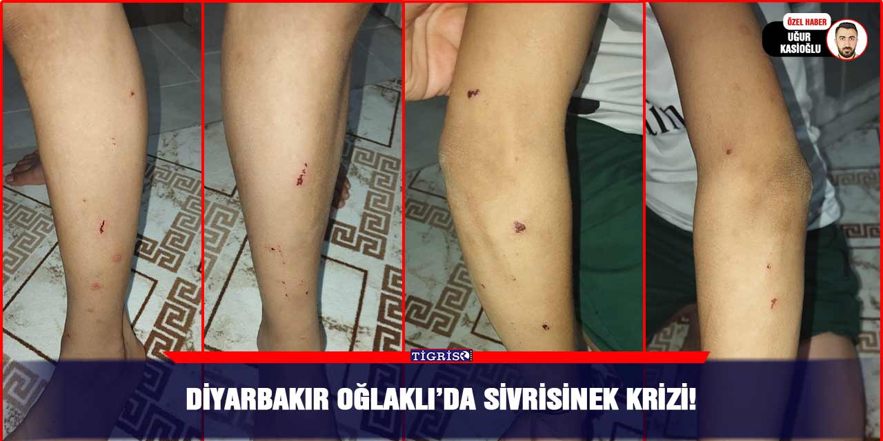 Diyarbakır Oğlaklı’da sivrisinek krizi!