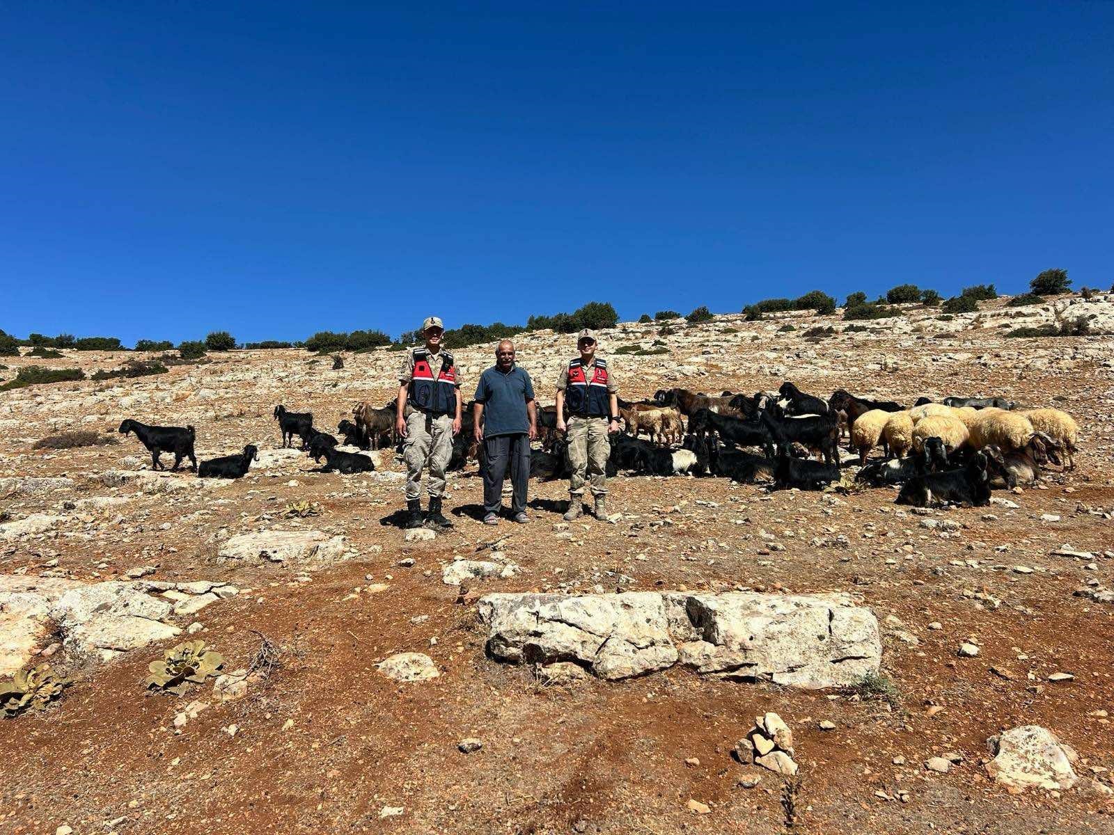 Kaybolan 100 küçükbaş hayvan bulundu